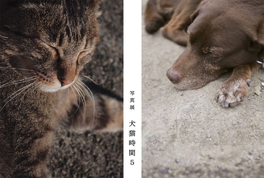 犬猫時間 5_a0086797_1326155.jpg