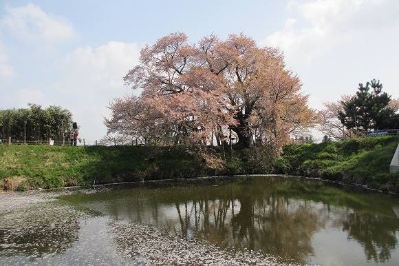 浅井一本桜・千寿の楽しい歴史_a0137997_1425535.jpg