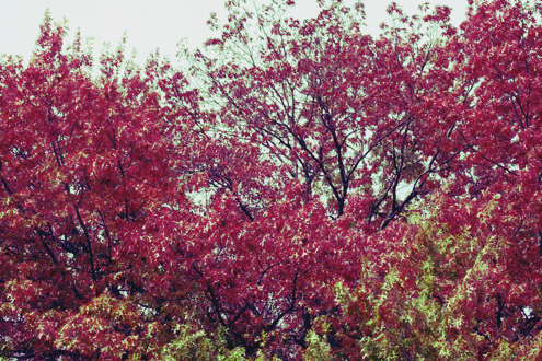 c0053898_8484845.jpg