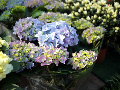 c0090198_2461234.jpg