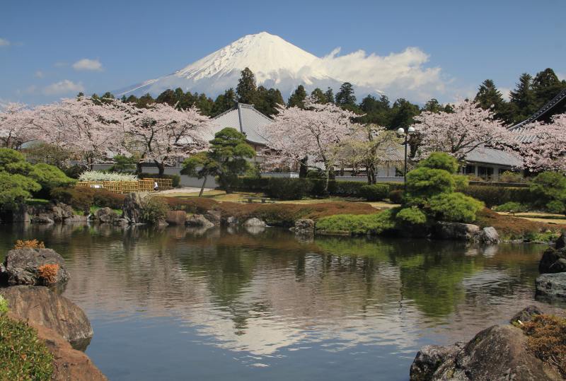 大石寺の桜 富士山大好き 写真は最高