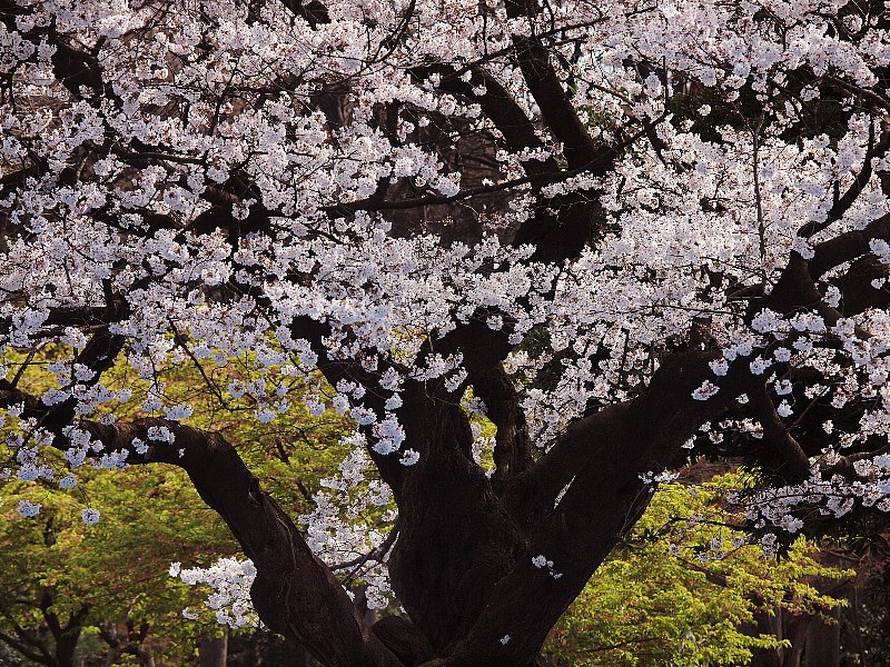 都会の桜たち　代々木公園_b0231705_1916095.jpg