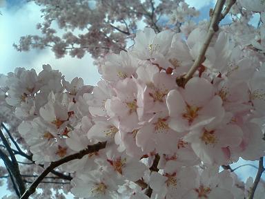 桜とボーダーコリー_f0145106_13452374.jpg