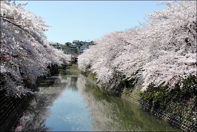 桜　～　大岡川_c0051107_11291418.jpg