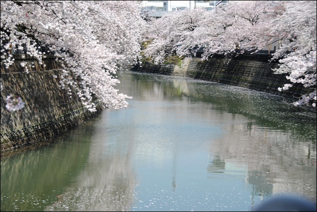 桜　～　大岡川_c0051107_11293920.jpg