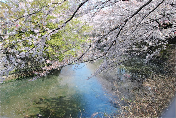 桜　～　大岡川_c0051107_11412192.jpg