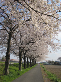 春の風景_e0116207_14501187.jpg