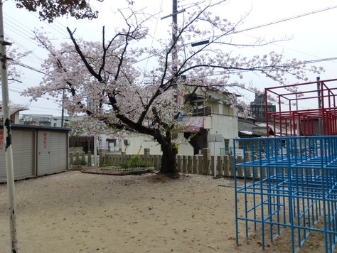 学校前神社の公園さくら満開_b0159908_14532093.jpg
