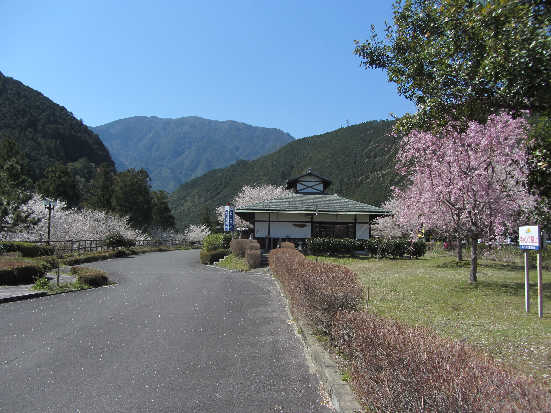 さくら特集　　（おくとろ公園　編）_d0154609_11131480.jpg