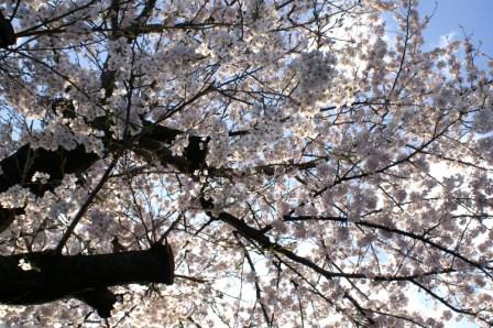 桜_b0011510_204477.jpg