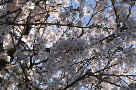 桜_b0011510_211348.jpg