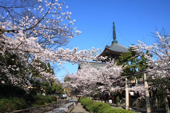 本法寺　満開_e0048413_21174672.jpg