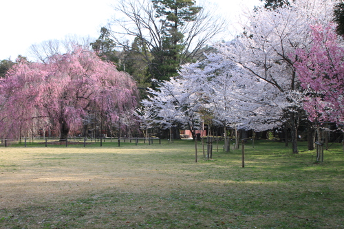 上賀茂神社 咲きそろい_e0048413_22105019.jpg