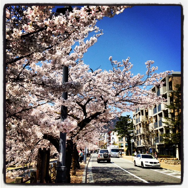 桜、桜、桜_b0115615_15173975.jpg