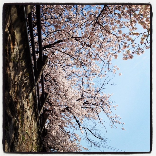 桜、桜、桜_b0115615_15262069.jpg