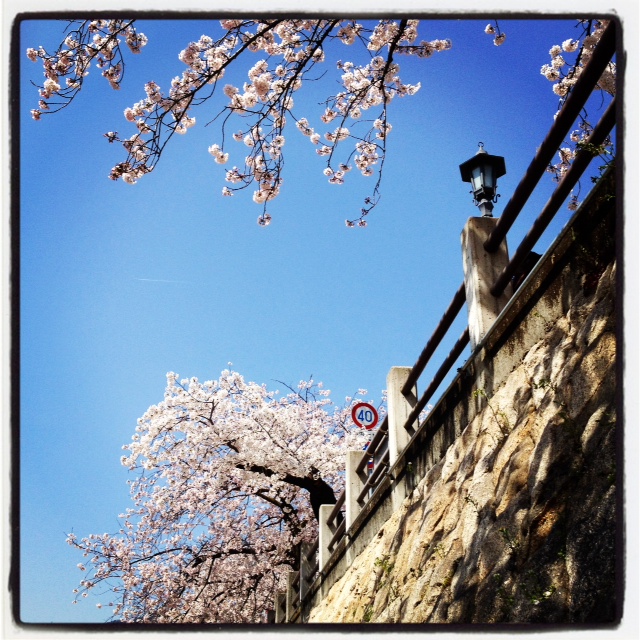 桜、桜、桜_b0115615_15274687.jpg