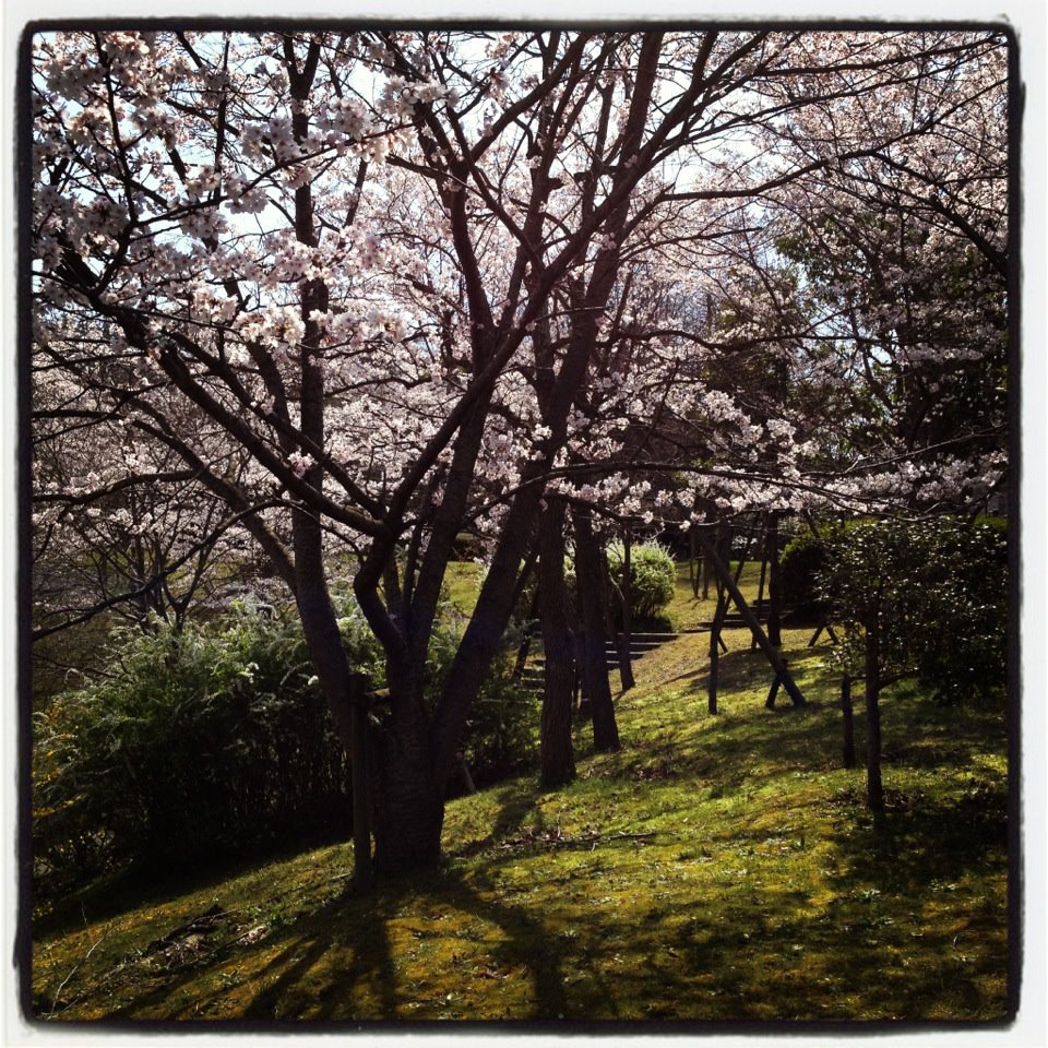 桜、桜、桜_b0115615_15303153.jpg