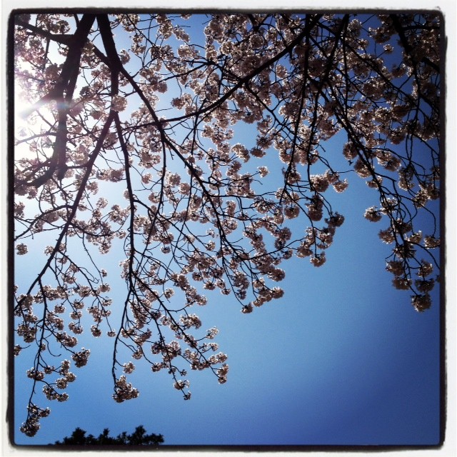 桜、桜、桜_b0115615_15344791.jpg