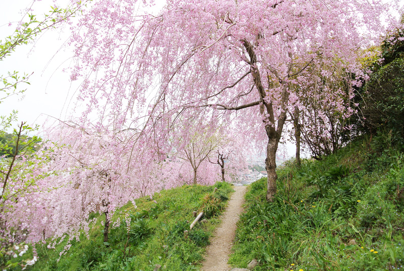 桜の道_d0008715_18302055.jpg