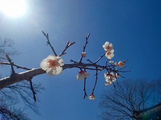 八ヶ岳ヒーリングツアー　第一弾　其の5_c0200917_145765.jpg