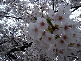 桜人　~南青山の成婚重視の結婚相談所エンゼルブーケ~_f0075217_1953316.jpg