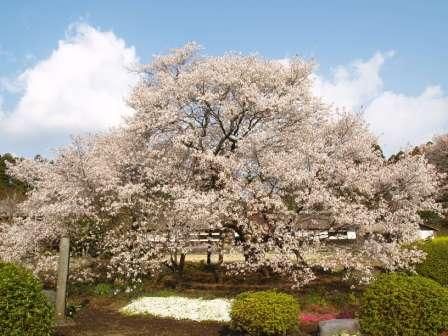 4月12日現在　狩宿下馬桜　開花状況_b0093221_6562695.jpg