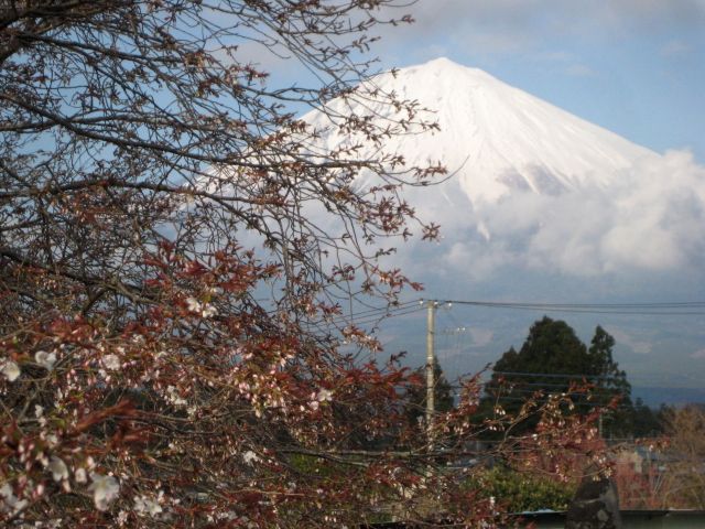 4月12日現在　狩宿下馬桜　開花状況_b0093221_674369.jpg