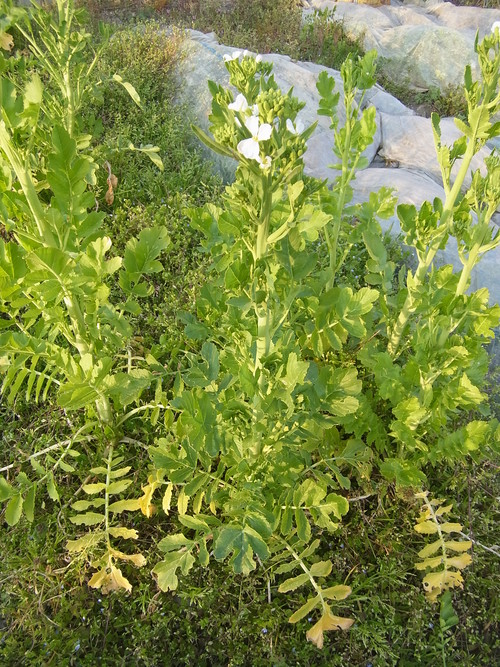 f0142721_9223330.jpg