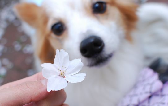 近所のお花見をカフェ友さんと_f0214121_2140295.jpg