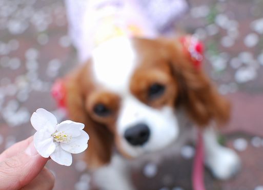 近所のお花見をカフェ友さんと_f0214121_21441174.jpg