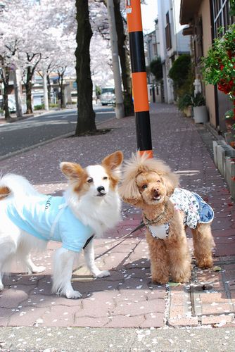 近所のお花見をカフェ友さんと_f0214121_2149071.jpg