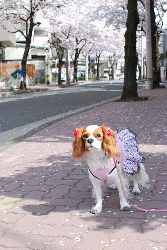 近所のお花見をカフェ友さんと_f0214121_21521635.jpg