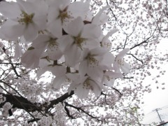 4月10日(年少児 入園式)_d0091723_1736272.jpg