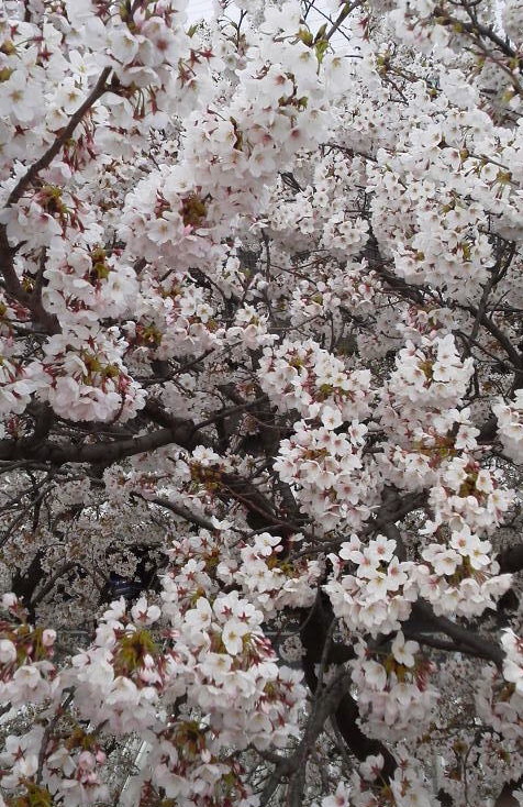 (*^。^*)春の花見(*^。^*)_f0192723_19373715.jpg