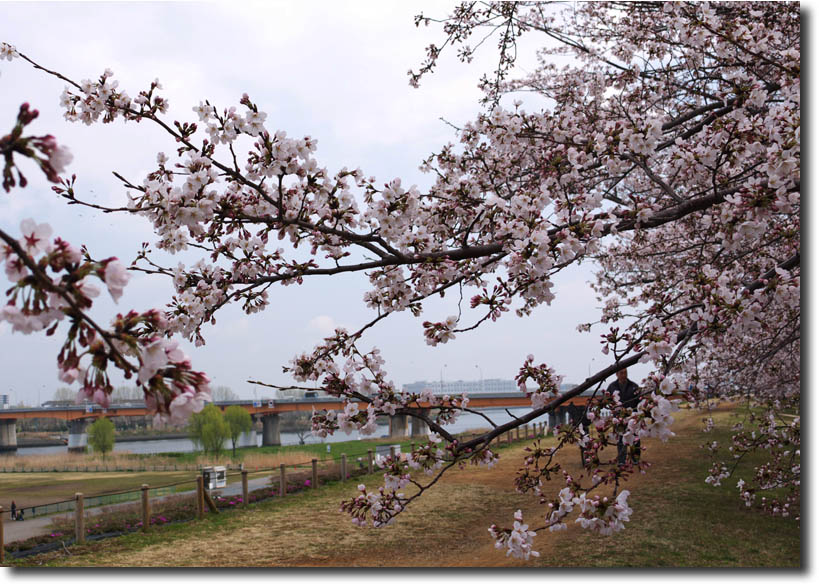桜の風景　4月8日_c0121824_6225067.jpg