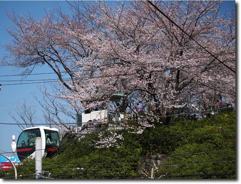 桜の風景　4月8日_c0121824_658442.jpg