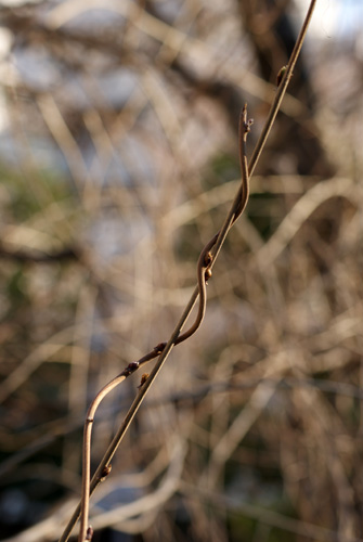 c0184125_2374650.jpg