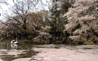桜の思い出…_b0078127_15571129.jpg