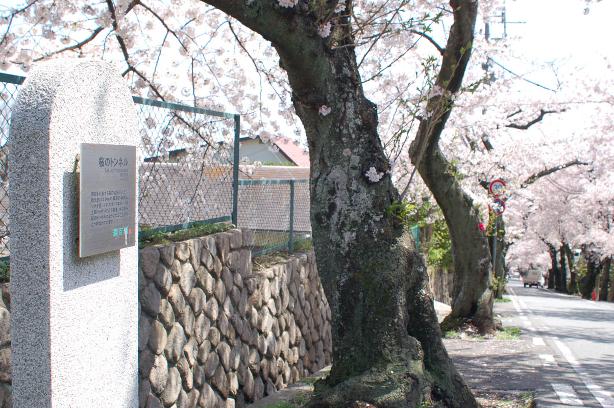 神戸は山の手にある桜の名所、「桜のトンネル」の下で思う。_e0158128_15415243.jpg