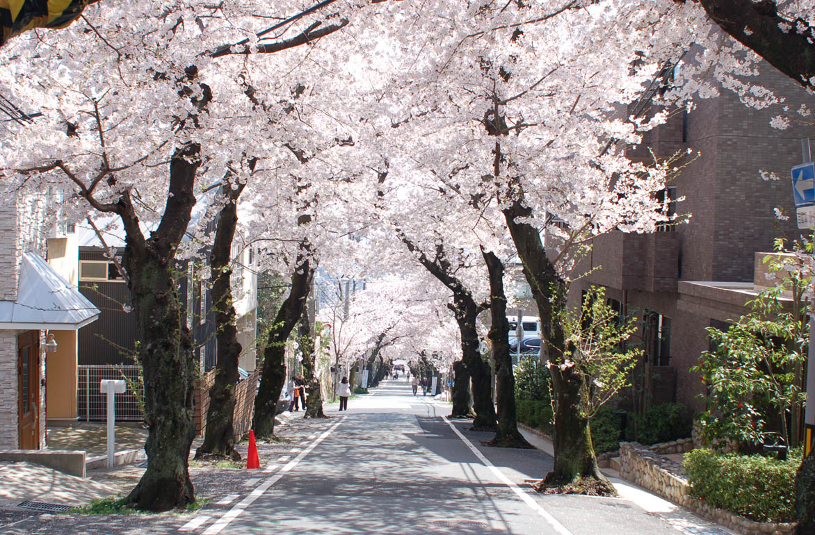 神戸は山の手にある桜の名所、「桜のトンネル」の下で思う。_e0158128_15441147.jpg