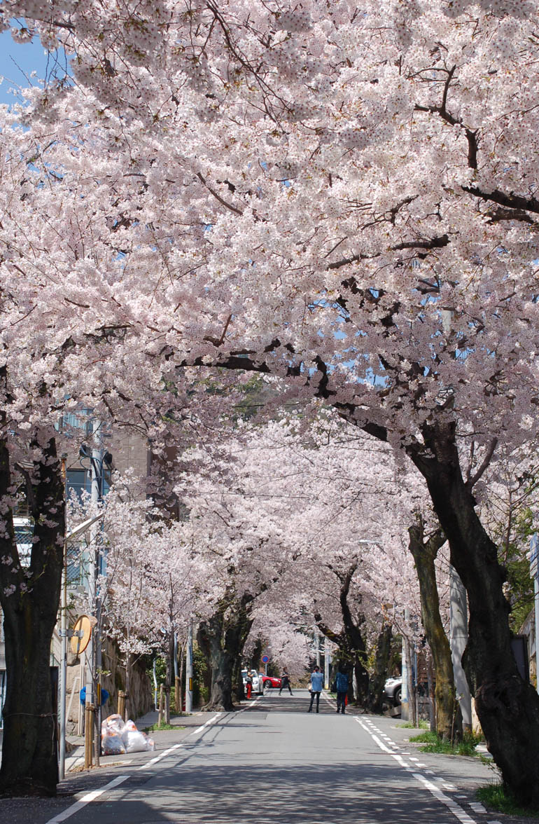 神戸は山の手にある桜の名所、「桜のトンネル」の下で思う。_e0158128_1545831.jpg