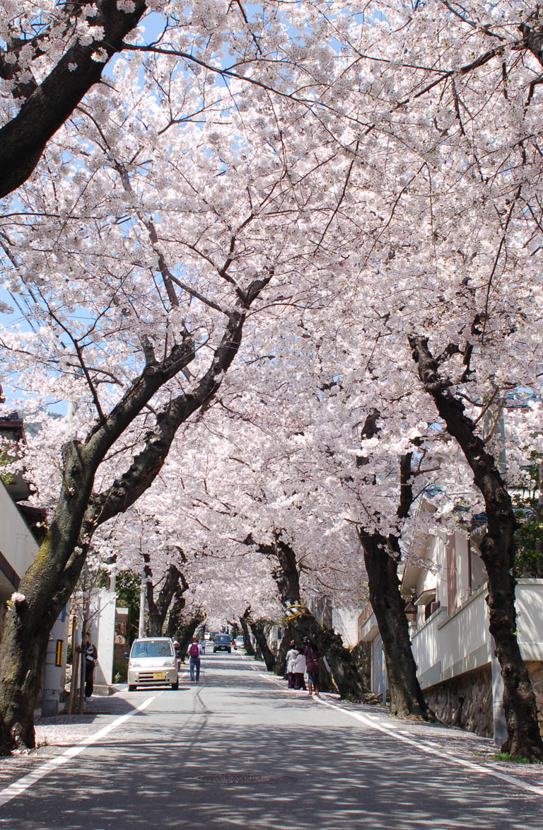 神戸は山の手にある桜の名所、「桜のトンネル」の下で思う。_e0158128_15461763.jpg