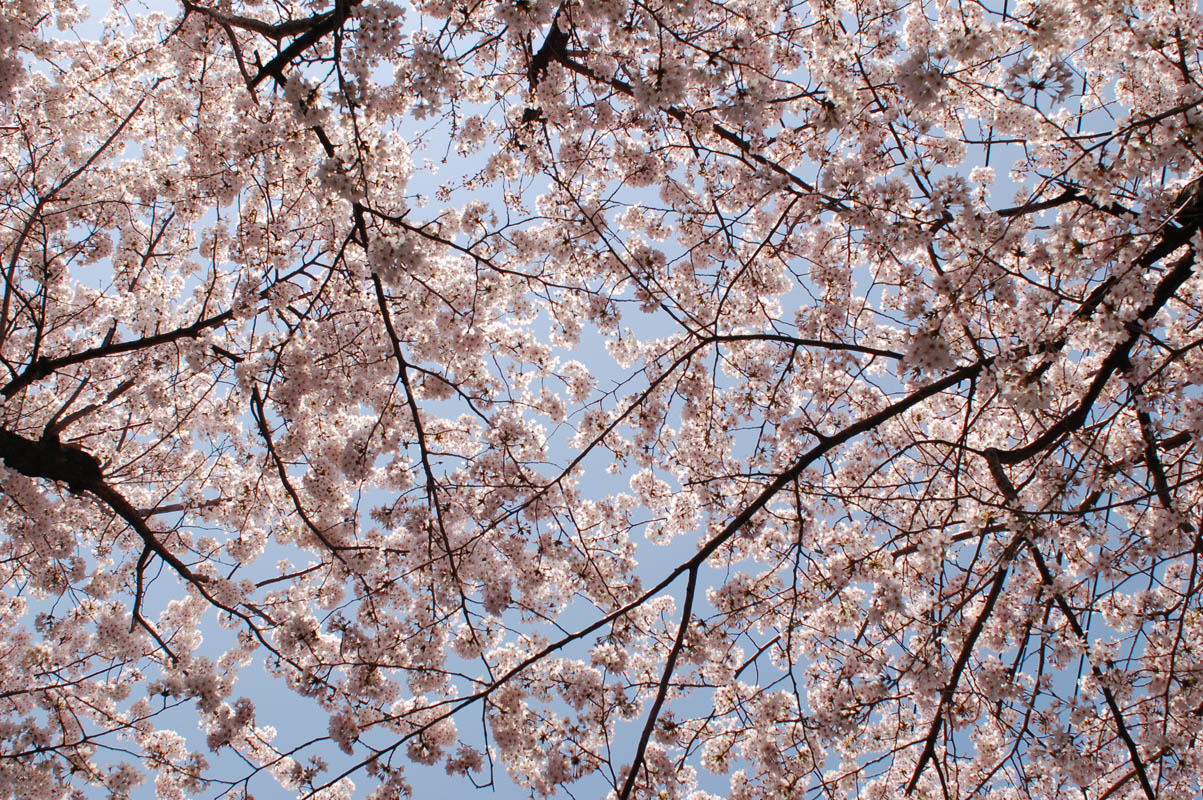 神戸は山の手にある桜の名所、「桜のトンネル」の下で思う。_e0158128_15463827.jpg