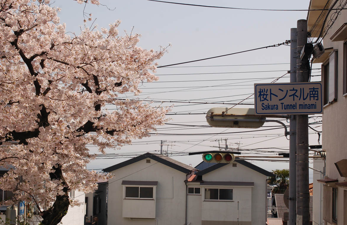 神戸は山の手にある桜の名所、「桜のトンネル」の下で思う。_e0158128_15481932.jpg