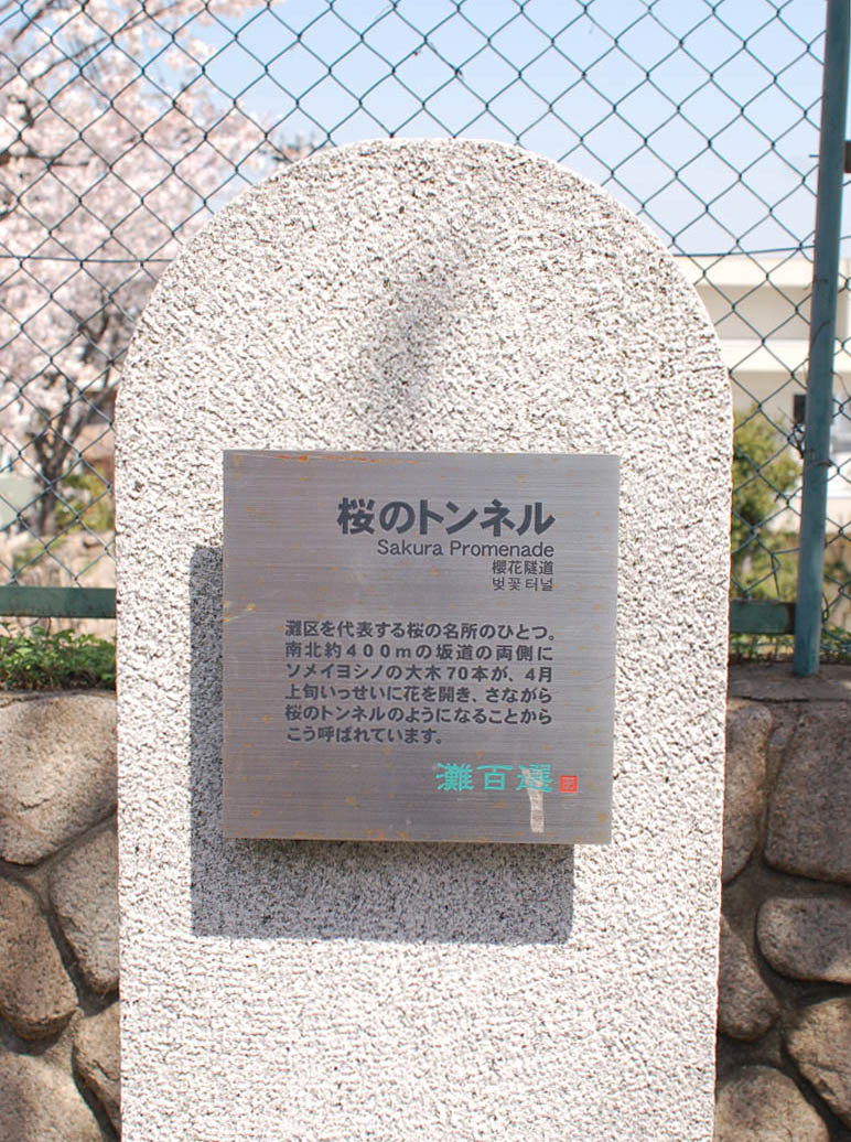 神戸は山の手にある桜の名所、「桜のトンネル」の下で思う。_e0158128_1765088.jpg
