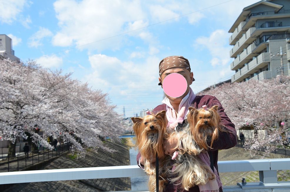 満開の桜とサプライズプレゼントに感激(＞＜)_f0124830_23451842.jpg