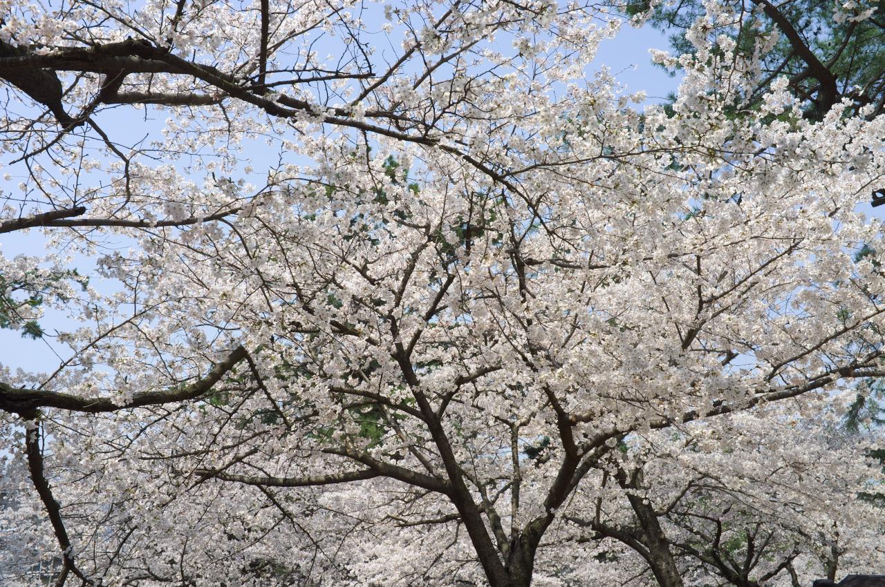 夙川の桜、最終編！_b0160331_16415725.jpg