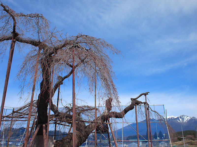 八ヶ岳周辺の桜　その１_b0179231_18112483.jpg