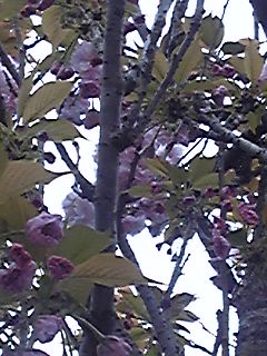 c0073332_10584624.jpg