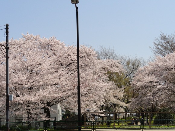 ４年ぶりの桜_f0238932_17245428.jpg